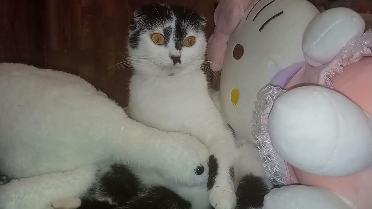 Маша 😸 - YouTube