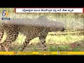 Cheetah 'Daksha' Dies in MP's Kuno National Park: Third Cheetah Death in Quick Succession