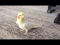Today's My happy Cockatiel | Good Morning and patrolling | オカメインコのカメちゃん 朝のパトロール
