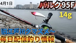 バルクオム Rainy evening twilight] Sea bass information from the old Edogawa