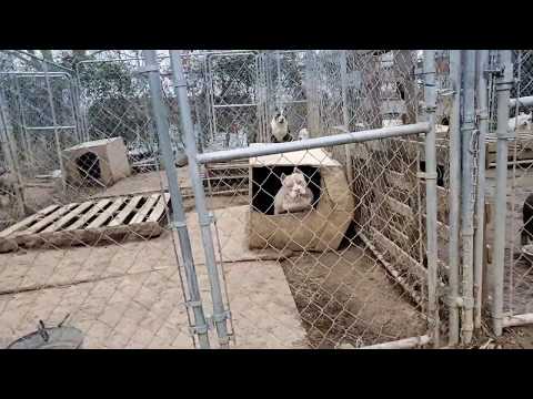 Video: Kev Cob Qhia Canine Zoo Kev Tshawb Fawb Portable Kennel