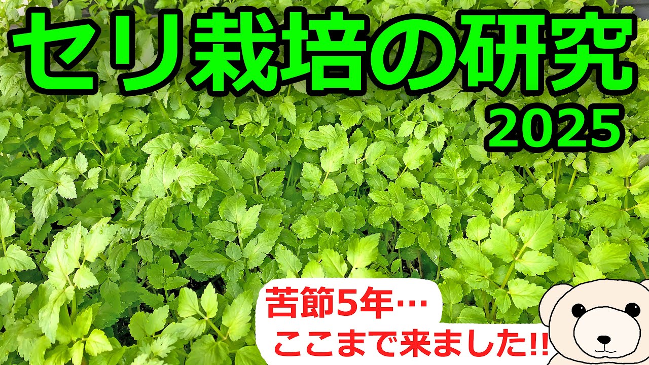2025] Research on Cultivating Japanese Parsley [I could eat my