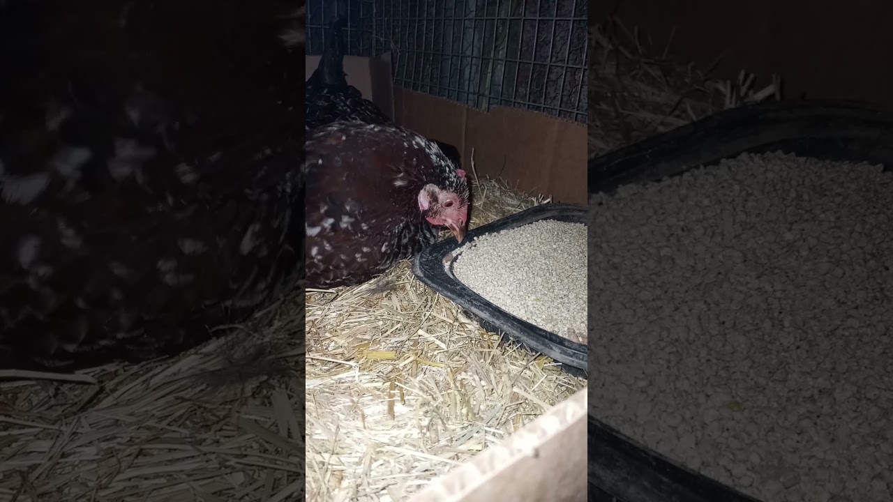 Mamma Hen and Baby Chick Foster Family