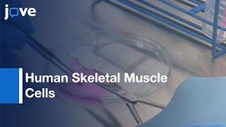 Preparation & Culture Of Myogenic Precursor Cellsprimary Myoblasts