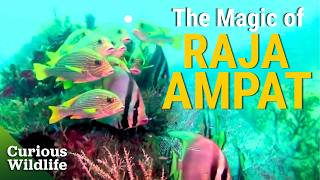 The Hidden Paradise No One Is Allowed to See | Magical Reef: The Islands of the Four Kings  | CW