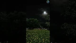 Beautiful Night Life Relaxing Video Relaxing Sound Full Moon | Nature-themed Films #music #shorts