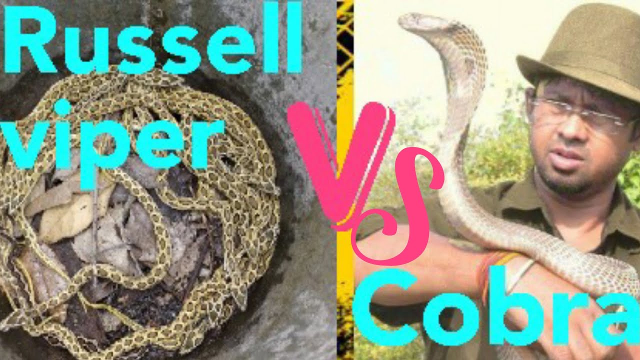 cobra rescue litters Russell,s viper and Cobra bite - Bapi da