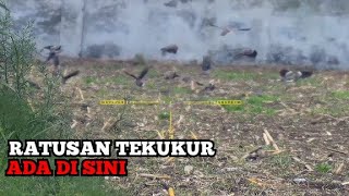Bertemu Ratusan Tekukur Di Ladang Jagung Berburu Tekukur