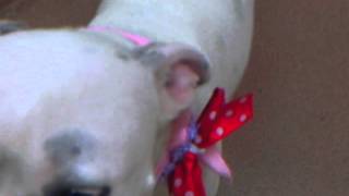 Meet Angel A Terrier American Pit Bull Currently Available For Adoption At Petango 142013 3