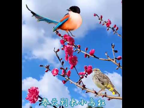 春花齐放 苏浩宇演唱