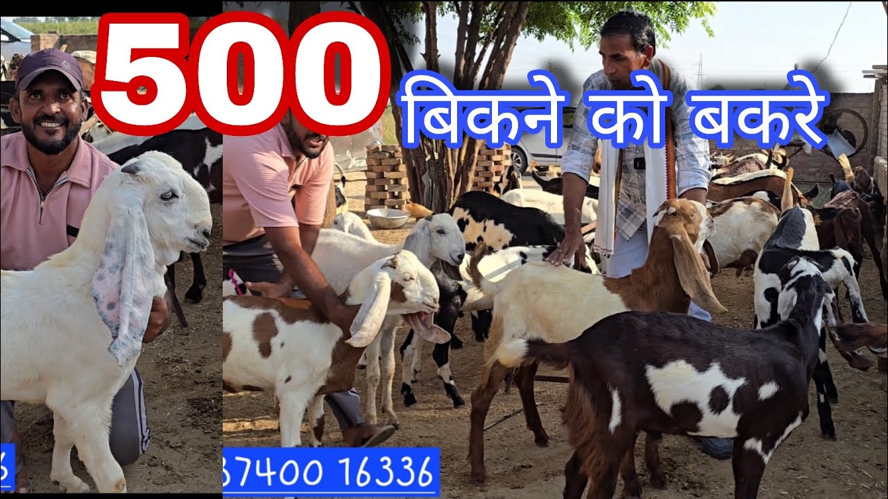 500 पंजाबी बकरों के बच्चे बिकने को आए  #goatfarming 