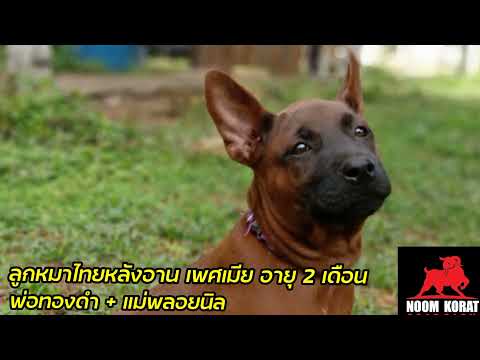 ลูกหมาไทยหลังอาน เพศเมีย อายุ 2 เดือน @คอกแพะหนุ่มโคราช