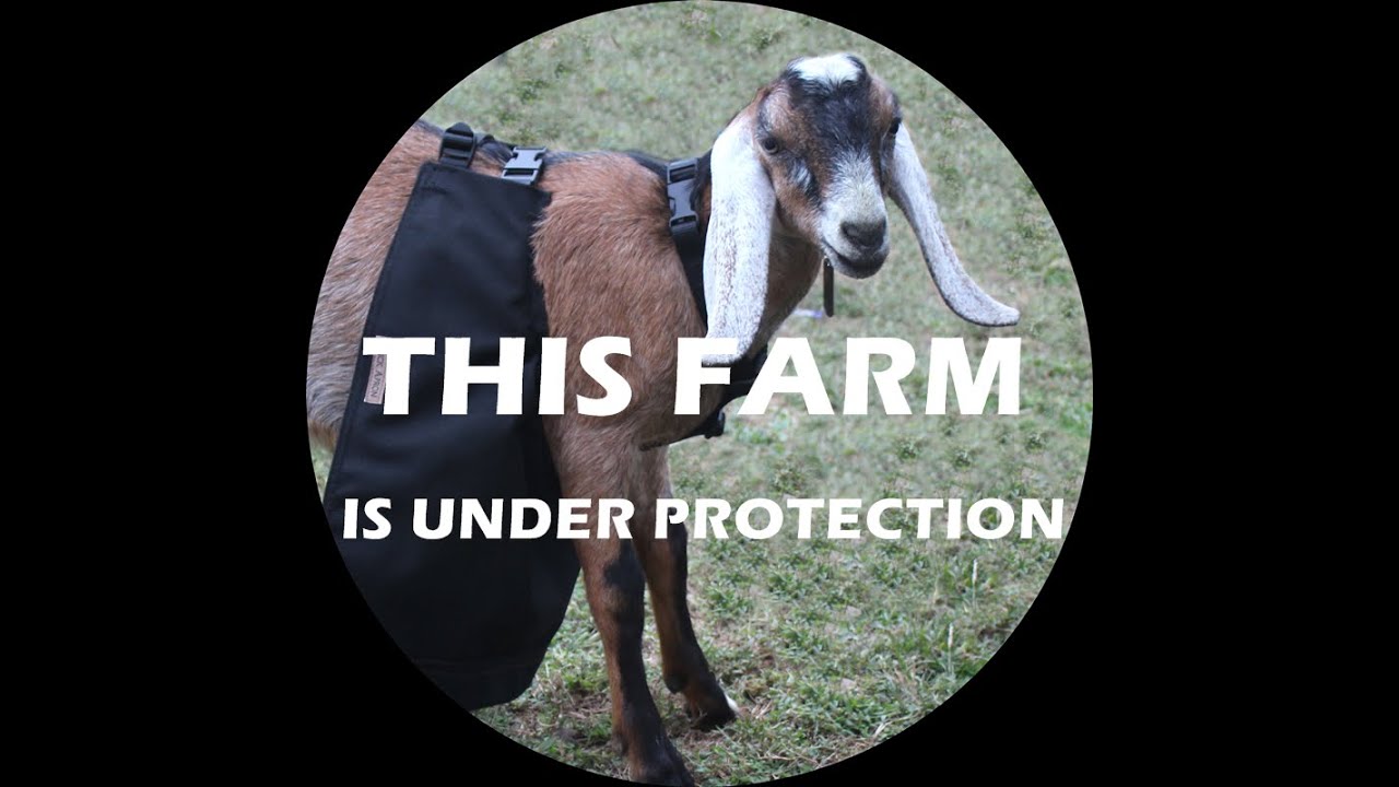 This Farm Is Protected How To Apply The Olor(Tm) Buck Apron