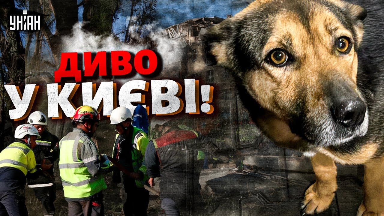 СПРАВЖНЄ ДИВО у Києві! Це ВІДЕО облетіло світ: історія НЕЙМОВІРНОГО ПОВЕРНЕННЯ пса після ПЕКЛА ВІЙНИ