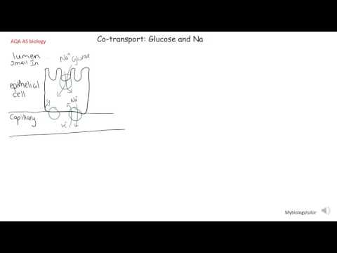 Co-transport of glucose and sodium, AQA AS biology