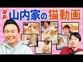 【最新】かまいたち山内家の猫動画を公開!