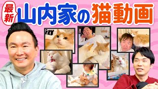 【最新】かまいたち山内家の猫動画を公開