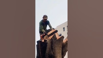 Woodworking project, the world