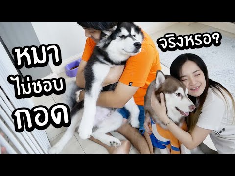 หมาไม่ชอบให้กอด จริงหรอ? // ลองใจหมา 12