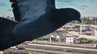 State Azure - Crow 2025 Timelapse