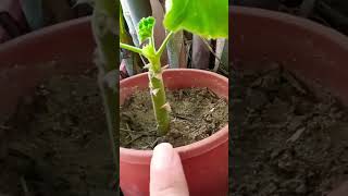 Propagation of Geranium#ytshorts #plants #propagation #viral #trending #shorts #@Streesfreegardenworld