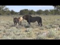 2013 AFRIKA/1 - Namibia, NP Etosha, Lion’s mating