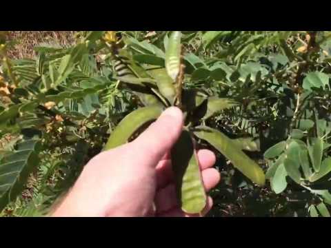 Video: Popcorn Cassia Care - Savjeti o uzgoju biljaka kokica Cassia