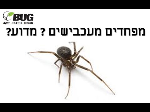 וִידֵאוֹ: האם עכביש הוא באג?