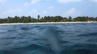 032016 Maldives Holiday - Snorkel 14