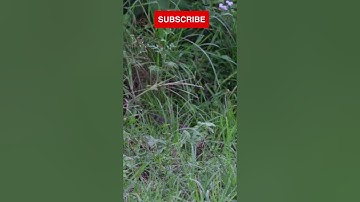 King Cobra Vs Python #snakevideo #snakefight #kingcobra #python