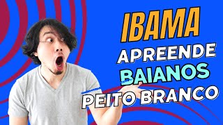 IBAMA APREENDE COLEIROS BAIANO PEITO BRANCO