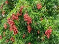 Top 10 Tropical Fruit Trees You Must Grow if You Live in ...