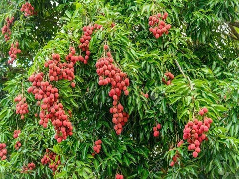 How to grow LYCHEE tree from seeds in Container | Lychee Seed Germination