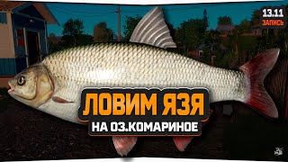 Язь на Комарином озере - Русская Рыбалка 4