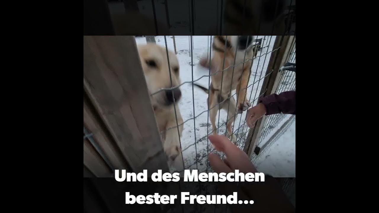 Des Menschen bester Freund Arctic River Lodge Lappland Schweden 🇸🇪 YouTube