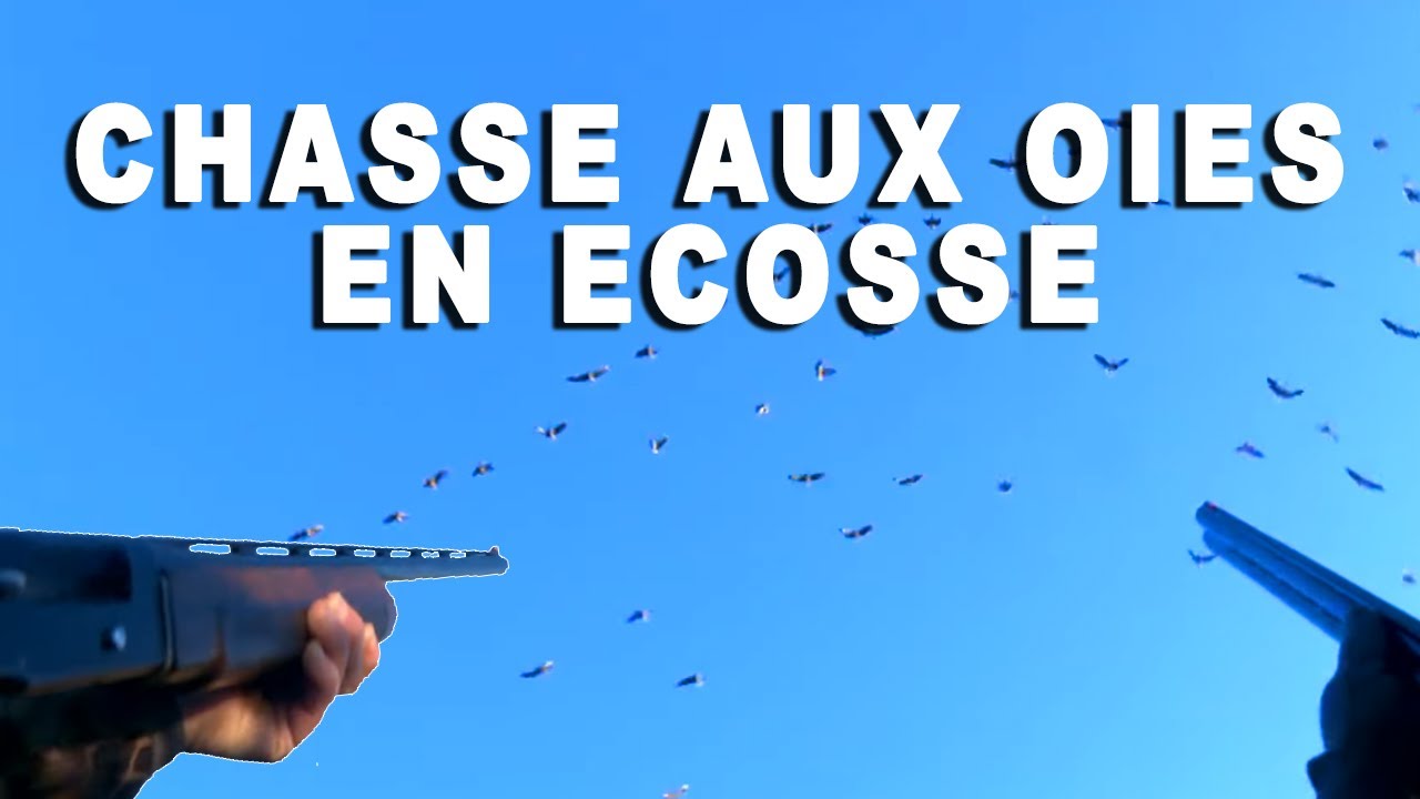 Passées aux oies Jour 1