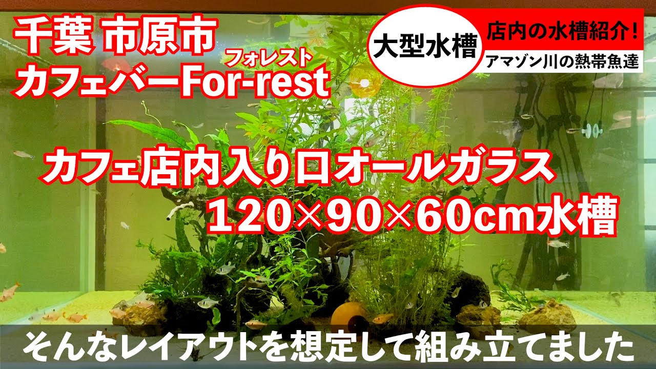 自分の店舗をセルフリノベーションしながらネイチャーアクアリウム オールガラスの1cm水槽 千葉県市原市 里山カフェ バーfor Restフォレスト Youtube