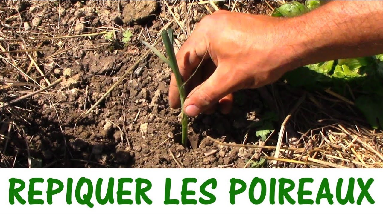 REPIQUER LES POIREAUX - YouTube