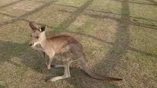 ドイツの森のカンガルーさん、子供のイタズラにキレる。
