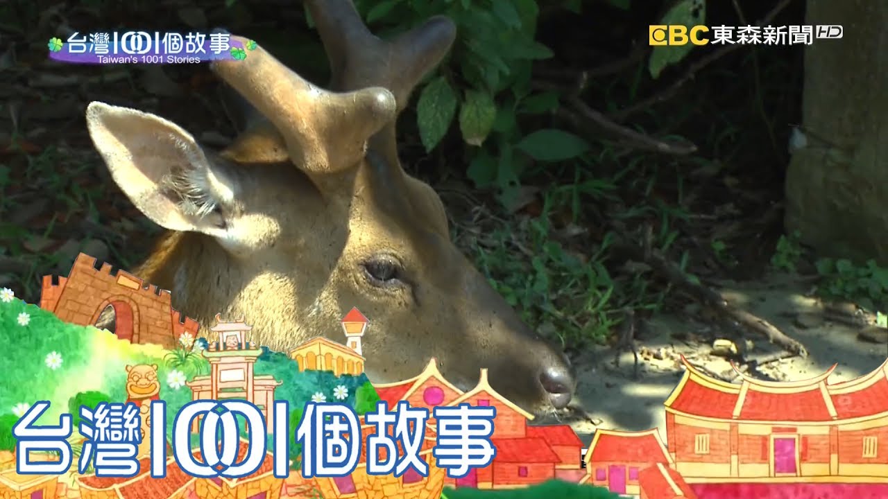 北竿梅花鹿大坵島 台灣海上奈良 part1 台灣1001個故事