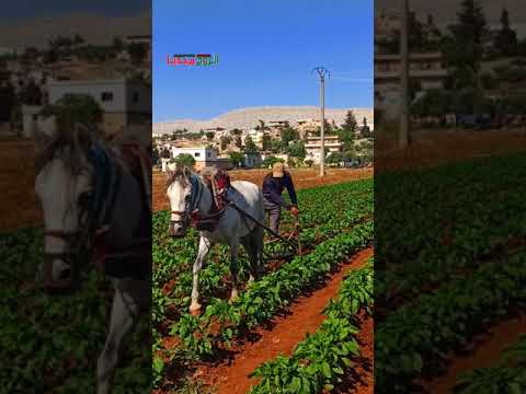 فيديوهات قصيرة فلاحة الفدان في منطقة سهل الروج بريف ادلب وتعتبر فلاحة الفدان من التراث القديم