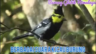 Masteran Glatik Himalaya/Jambul