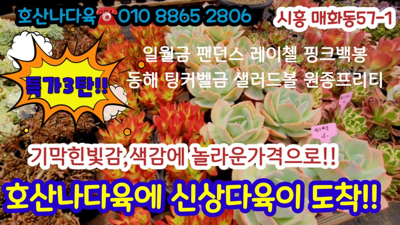 호산나다육 제3탄특가 다육들!! 놀라운가격으로 득템!!#초보다육 #다육쇼핑