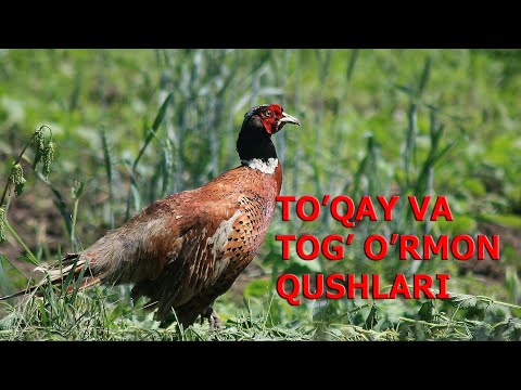 Video: Qaysi qushlar tog 'kulining rezavorlarini eyishadi?