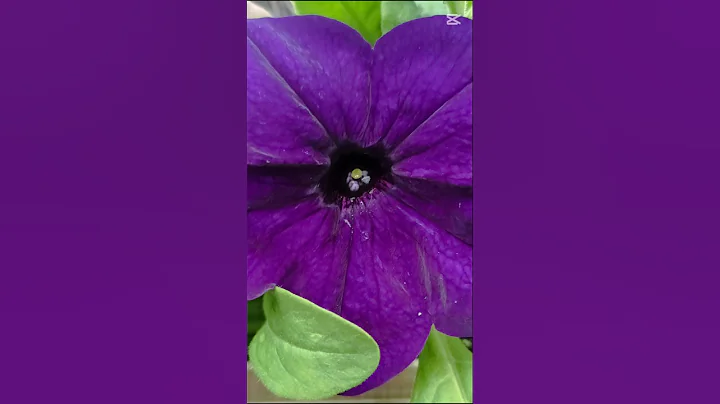 Best things to grow in your garden. #gardening #shorts #flowers #diygardening #gardenchat