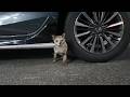 夜中に駐車場で出会った猫