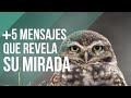 Qué SIGNIFICA cuando un BÚHO te MIRA A LOS OJOS 🦉🫢 ¡INCREÍBLE!