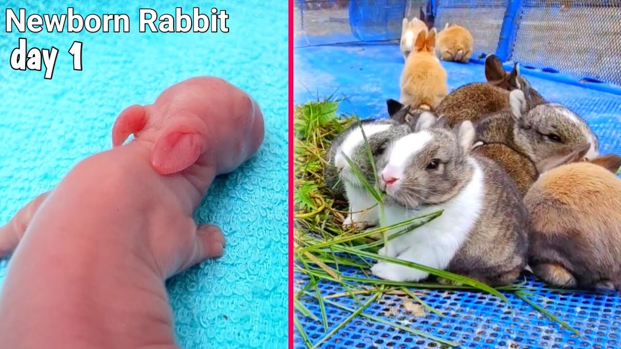 Pretty cute rabbit Growth Baby Rabbit Grow Up Transformation 543 YouTube