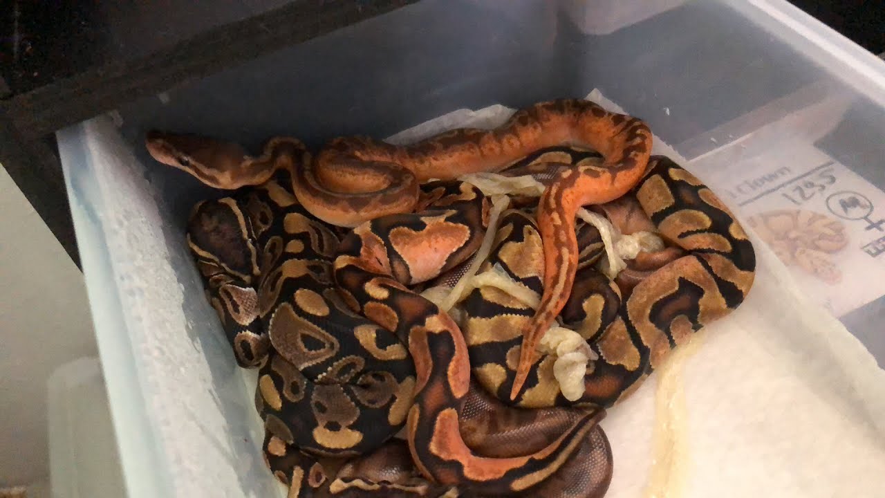 pix Sunset Ball Python Morph sunset ball pythons shedding out youtube