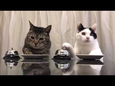 Video: Amoxicillin Für Katzen: Anweisungen Zur Verwendung Des Antibiotikums, Darreichungsform, Kontraindikationen Und Nebenwirkungen, Dosierung, Bewertungen